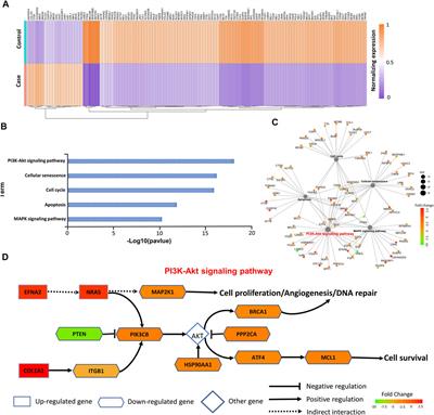 Analysis of the lncRNA–miRNA–mRNA Network Reveals a Potential Regulatory Mechanism of EGFR-TKI Resistance in NSCLC